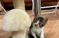 새끼고양이 분양합니다!