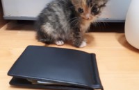 중대 길고양이