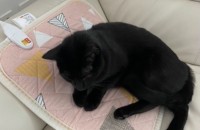 까미(4살 남아), 가족을 찾습니다 (이번 주 금요일까지)