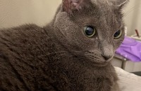 공주님 꾸미의 새로운 가족을 찾습니다 :)