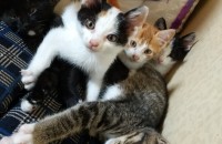 아가 코숏 분양합니다