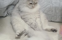 3살 여아 (23년생) 페르시안 개냥이 분양합니다