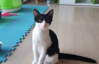 서울) 코숏 1마리 분양합니다~