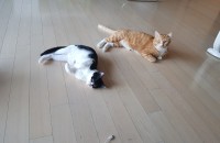 서울)안녕하세요 코숏 3개월된아가들2마리분양합니당