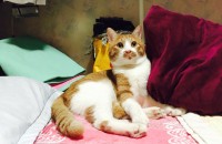 수컷코숏4살 무료분양