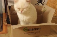 얌전한.개냥이 이사관계로 ㅜㅜ분양해요