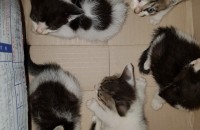 아기고양이 무료분양