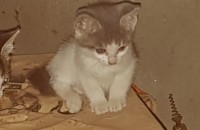 아기 고양이 무료로 드림니다