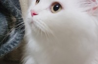 페르시안 화이트/아메숏 책임분양