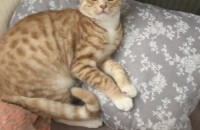 수컷 남자 냥이 분양 보냅니다