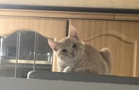 7개월된 남자 냥이 분양보냅니다