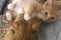 코숏 수컷 냥이 분양보냅니다 !