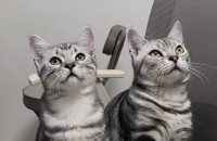 정말 이쁜 아메리칸 숏헤어 형제 무료분양합니다 !