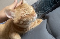 광주 노랭이 분양