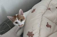 고양이 무료분양 보냅니다