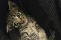 코숏 아기 고양이 무료분양해요