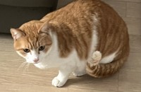 김해, 숫컷 치즈냥 무료분양 보냅니다^^ 사랑을 나눠주세요!