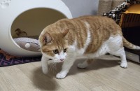 (김해) 3살 숫컷 치즈냥 무료분양 합니다