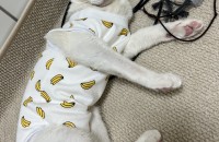 맹수의 새로운 가족이 되어주세요.