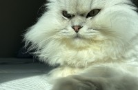 페르시안 남매 분양