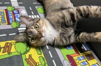 착하고 순하고 예쁜 고양이 무료 분양합니다