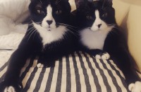 (김해) 코숏 턱시도 자매 콩이, 순이의 새로운 보호자 분을 찾습니다