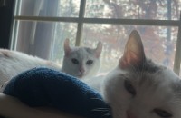 5개월된 고양이 분양합니다