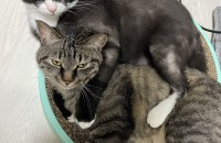 코리아숏헤어 2마리 새로운 주인을 찾습니다