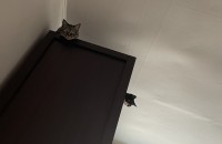 애교많은 고양이 2마리 무료분양해요!