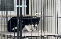 난청이지만 귀염둥이 턱시도 아가 분양합니다