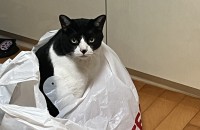 엉뚱하고 매력쩌는 쿠키