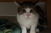 김해, 두 살 암컷 고등어 해로의 새로운 가족분을 찾습니다