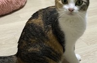 김해, 강아지 마냥 애교 많고 사랑스러운 두 살 쿠키의 가족을 찾습니다