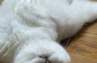 브리티쉬숏헤어 분양합니다