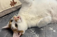 고양이무료분양 보냅니다