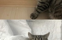 고양이 무료 분양