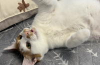 고양이무료분양합니다