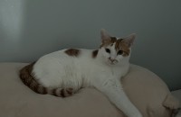 가정고양이 무료분양 보냅니다