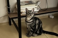 20개월된 아메리칸숏헤어 무료분양합니다~~