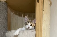 스우파 노제 닮은 미묘 단풍이 입양보내요