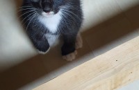 검정 새끼 고양이 분양