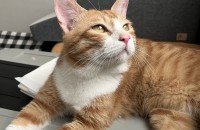 (김해) 4개월 암컷 치즈냥, 1살반 수컷 치즈냥이의 가족이 되어주세요