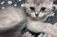 아기고양이 무료분양합니다