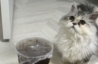 고양이 분양 먼치킨 8개월 남아