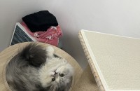 고양이 무료분양 먼치킨 8개월 남아