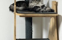 메인쿤여아 한살분양해요