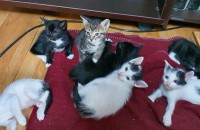 예쁜 고양이 데려가세요