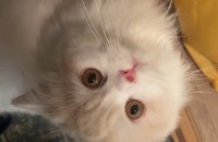 재주꾼 페르시안 몽글이 분양합니다