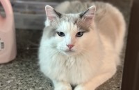 랙돌 분양보냅니다