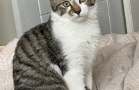 개냥이 무료입양 해가세요